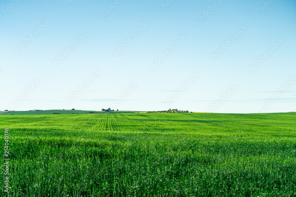 landscape with green farm field and blue sky