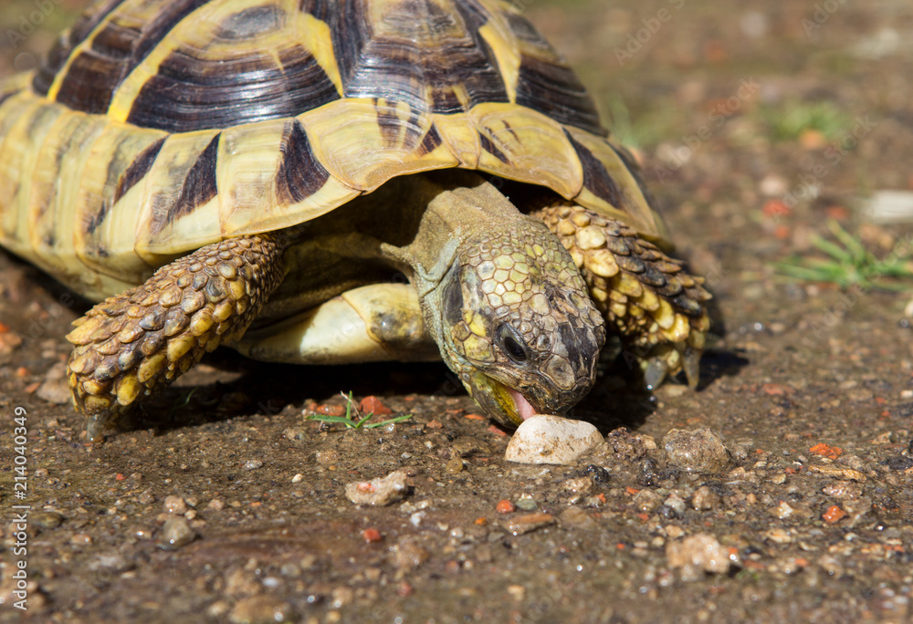 Greek Turle is eating a stone. Greek Turle is eating a stone.