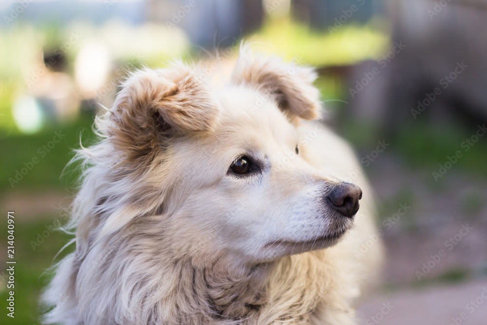 little beautiful white dog little beautiful white dog