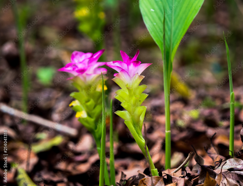 Pink Curcuma alismatifolia (Siam tulip) flowers blossom at Khao Yai National Park Pink Curcuma alismatifolia (Siam tulip) flowers blossom at Khao Yai National Park