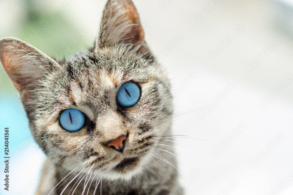 portrait of a beautiful cat with big blue eyes, copy space