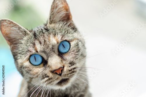 portrait of a beautiful cat with big blue eyes, copy space © DmitryDolgikh