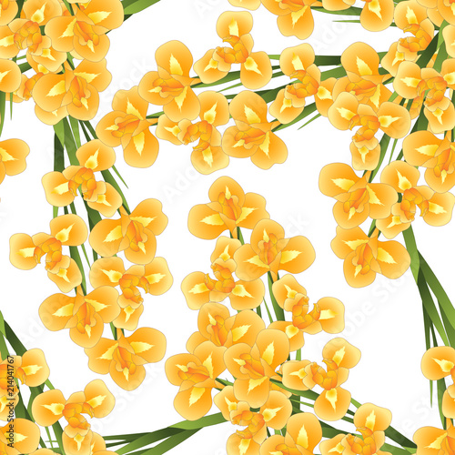 Fototapeta Naklejka Na Ścianę i Meble -  Orange Iris Flower on White Background