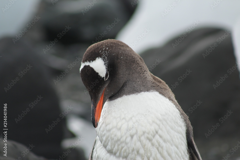 Naklejka premium Penguin at Antarctica.