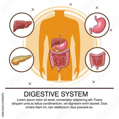 Digestive system infographic with information vector illustration graphic design