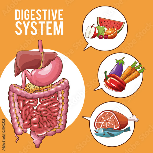 Digestive system human organs vector illustration graphic design