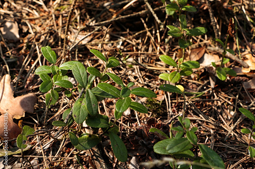 Blueberry plant in forest