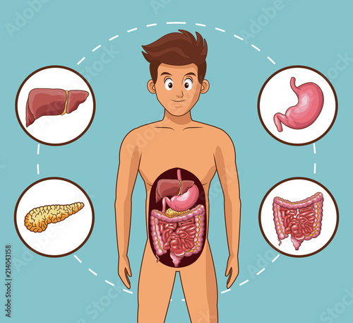Digestive system and young man cartoon vector illustration graphic design