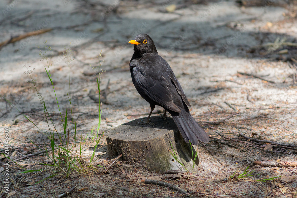 Fototapeta premium Blackbird sits on a stump in the park. Birds