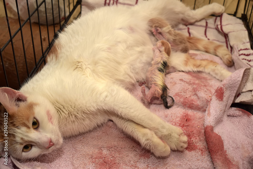фотографія female  cat give birth
