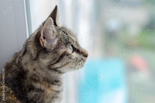 Fototapeta Naklejka Na Ścianę i Meble -  gray cat side view
