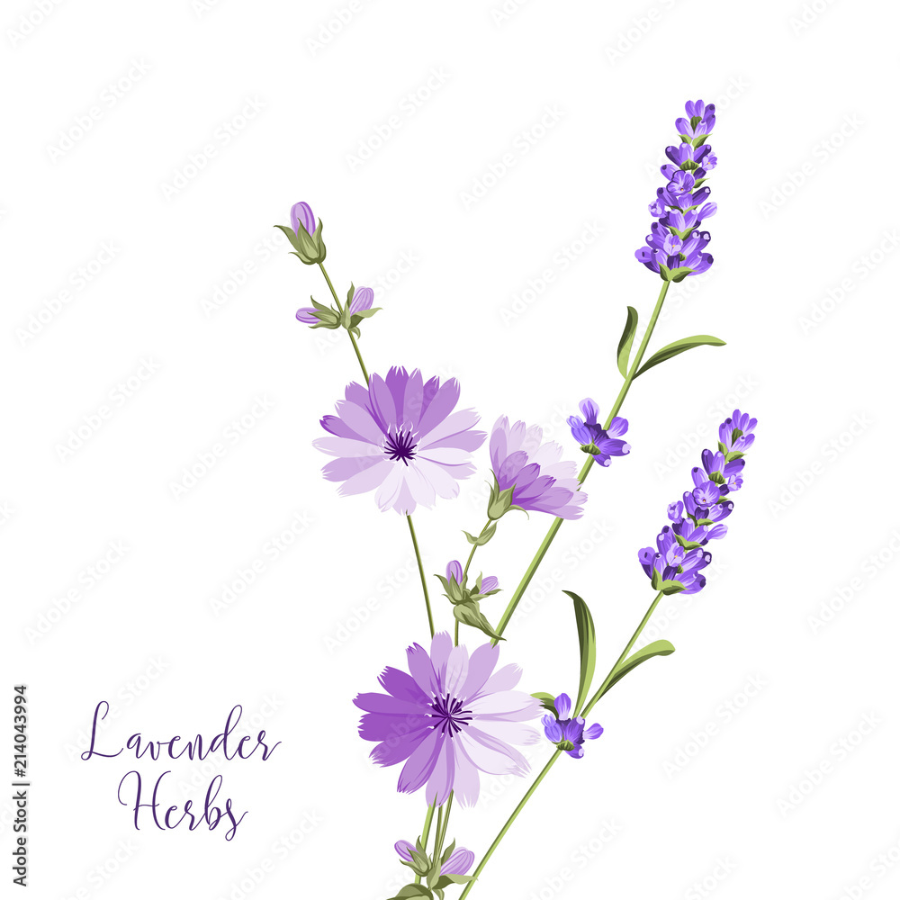 Label with lavender and endive. Bunch of summer flowers on a white background. Botanical illustration in vintage style. Sign lavender herbs in left bottom corner. Vector illustration. Label with lavender and endive. Bunch of summer flowers on a white background. Botanical illustration in vintage style. Sign lavender herbs in left bottom corner. Vector illustration.