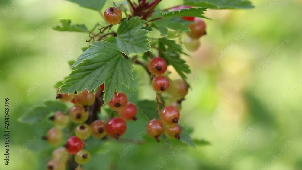 video with ripe redcurrant in garden video with ripe redcurrant in garden