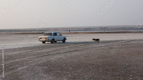 The dog barks at the car in the desert