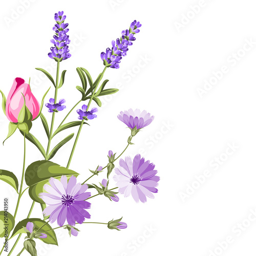 Label with lavender. Bunch of lavender flowers on a white background. Botanical illustration in vintage style. Vector illustration.