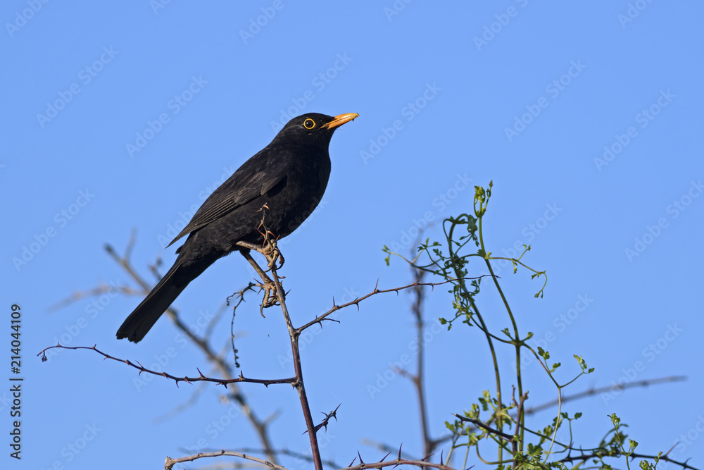 Eurasian Blackbird - Turdus merula, common blackbird from European gardens and forests. Eurasian Blackbird - Turdus merula, common blackbird from European gardens and forests.