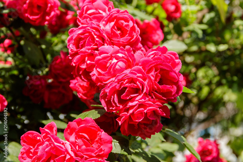 Beautiful bush of red roses in the garden