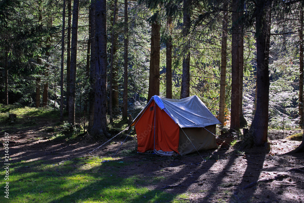 Tent in the coniferous forest