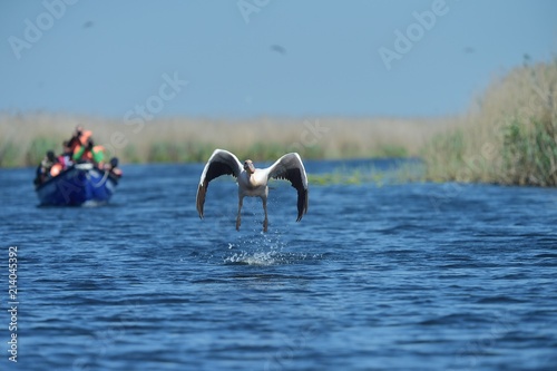Photographers chasing pelican