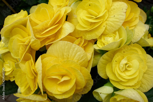 Beautiful yellow roses. Macro photography.