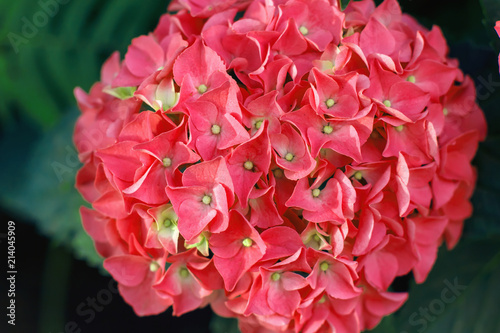 Hortense  a pink blooming hydrangea bush. House plants.