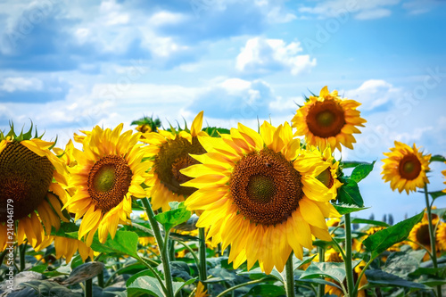 Sunflower flowers bloom on a field of sunflowers on a sunny day  a sunflower flowering  a sunflower natural background.