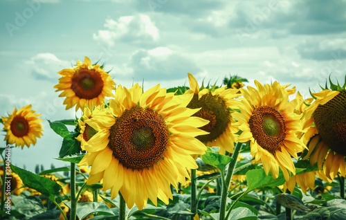 Sunflower flowers bloom on a field of sunflowers on a sunny day  a sunflower flowering  a sunflower natural background.