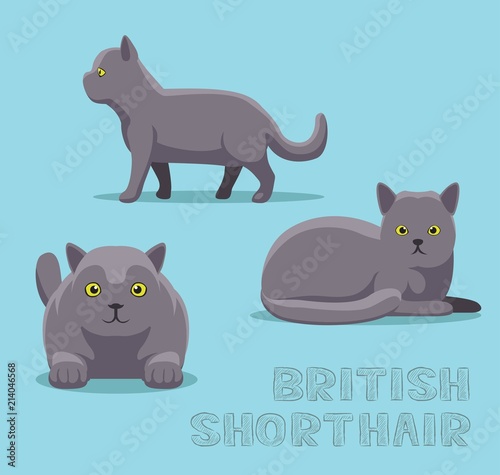 Cat British Shorthair Cartoon Vector Illustration