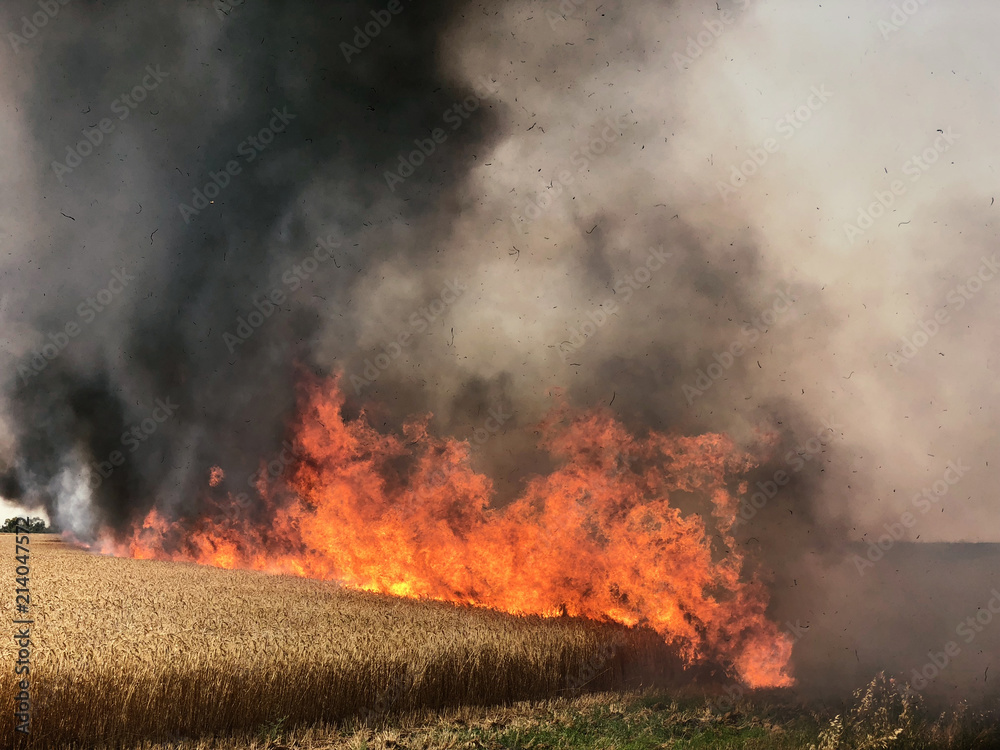 Fires in Israel that caused from burning kites and balloons that sent from the Gaza strip to Israel by the terror organisation "Hamas". Thousands of acres of national parks with lots of animals burnt. - obrazy, fototapety, plakaty 