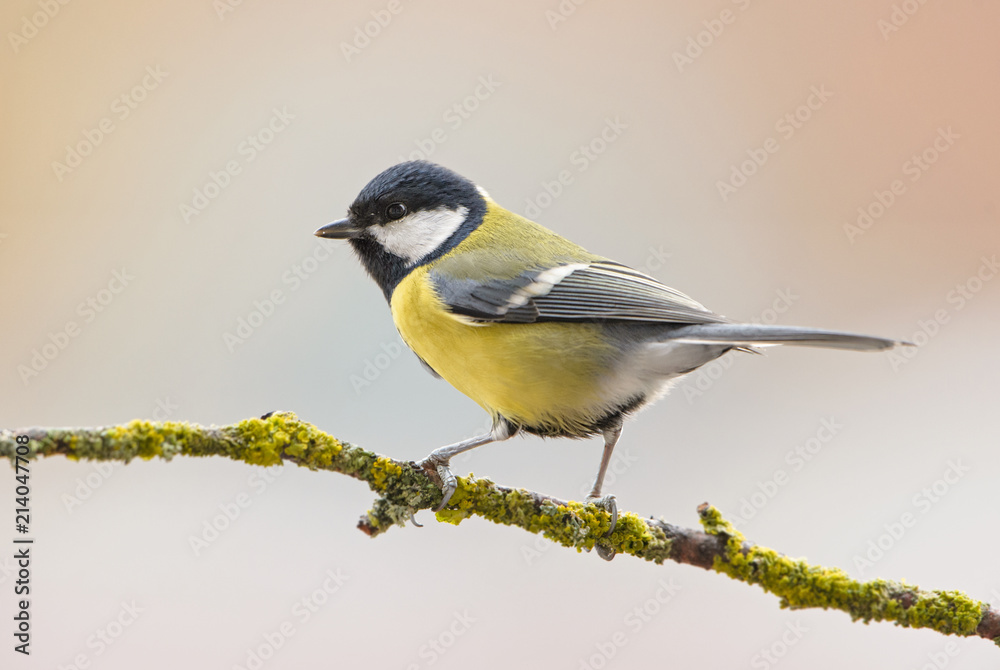Great Tit - Parus major, common tit from European gardens and forests.
