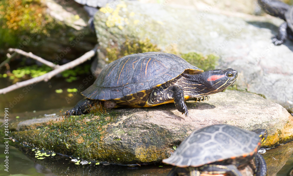 European bog turtle - Emys orbicularis European bog turtle - Emys orbicularis