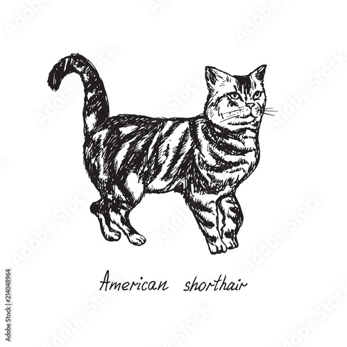 American shorthair, cat breeds illustration with inscription, hand drawn doodle, sketch, outline black and white vector