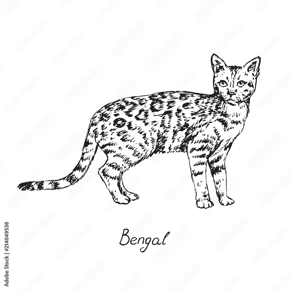 Bengal cat - pen sketch | I actually don't enjoy drawing pho… | Flickr