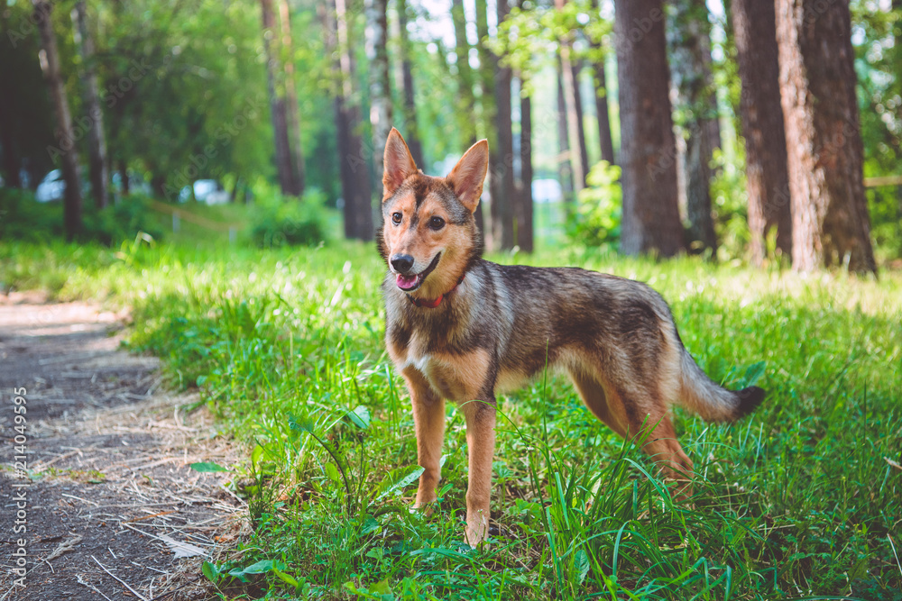 Foxy dog Foxy dog