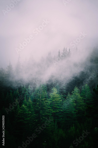 Beautiful foggy mystic mountains. Fog clouds at the pine tree mystical woods  morning. Europe  mysterious alpine landscape.