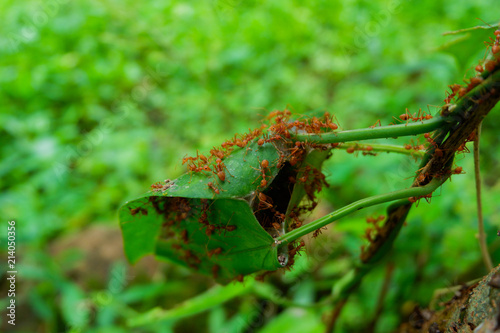 Red ants make nests with leaves © khlongwangchao