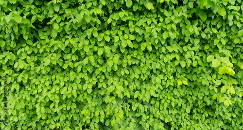 wall of green leaves in a park