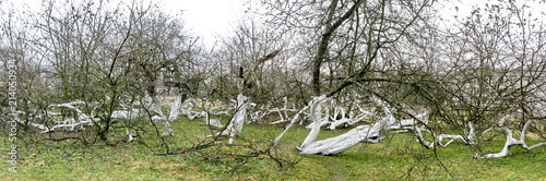 Marvelous ancient 200 years old apple orchard-colony of 15 intricately curved trees in Krolevetz, Ukraine photo