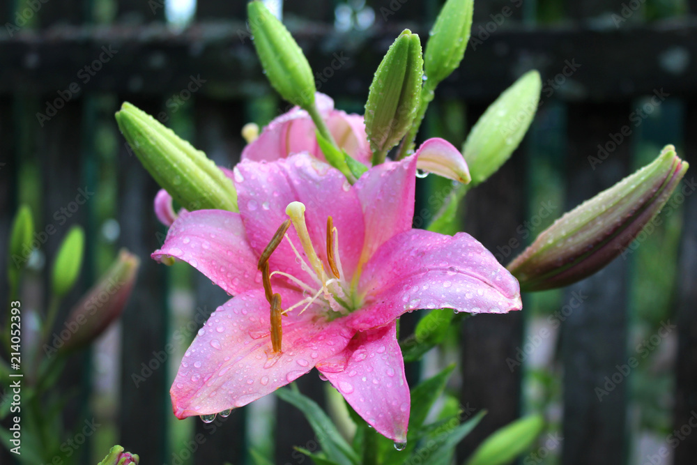 A beautiful pink lily flower covered with raindrops. Close-up. Natural background. Freshness of summer rain