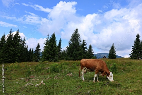 Cow