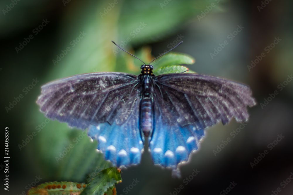 Obraz premium butterfly on plant