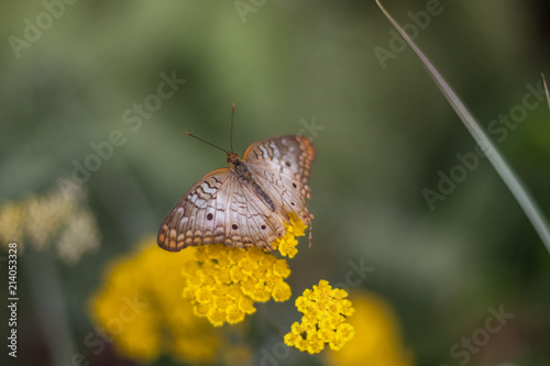 butterfly on plant photo