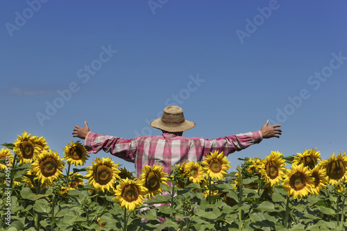 Human scarecrow in field of sunflower