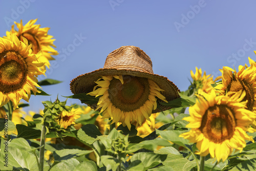 Straw hat on sunflower like head