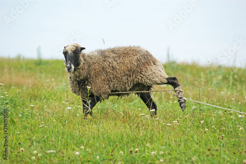 a sheep grazing at the pasture photo