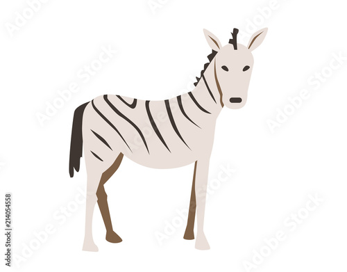 Zebra. Flat vector illustration. Isolated on white background
