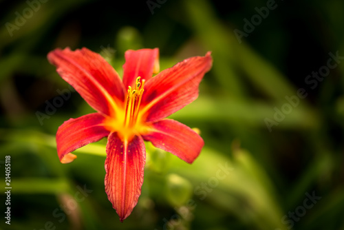 rote Blüte der Lilie mit Blütenstempel