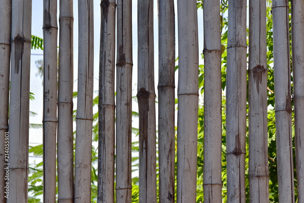 Obraz premium Dry weathered bamboo lacquered background fence