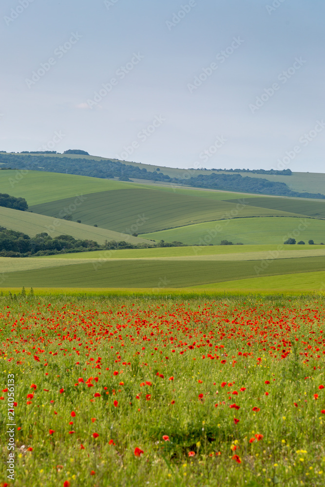 Green Sussex landscape with a poppy field in the foreground