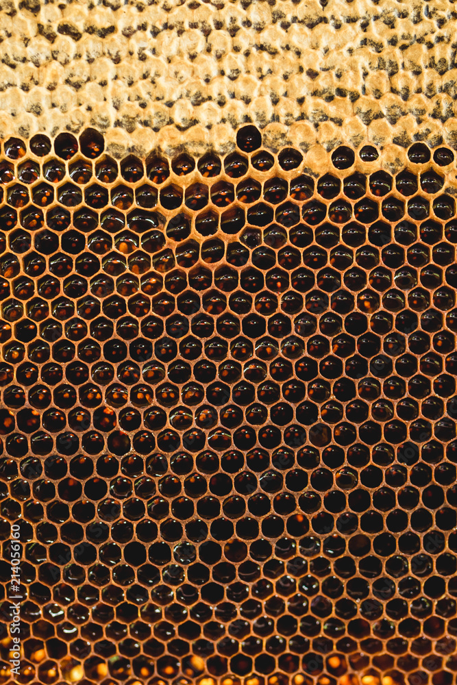 Background hexagon texture, wax honeycomb from a bee hive filled with golden honey. Honeycomb macro yellow sweet honeys from beehive. Honey nectar of bees honeycombs